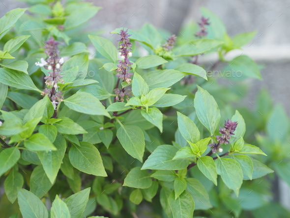 Sweet basil is light green with wide leaves while Thai basil purple flowers and spear like leaves